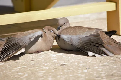 pigeon de lissage mate